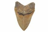 Serrated, Fossil Megalodon Tooth - North Carolina #201914-2